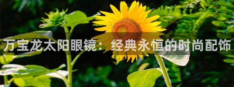 新宝5娱乐主管