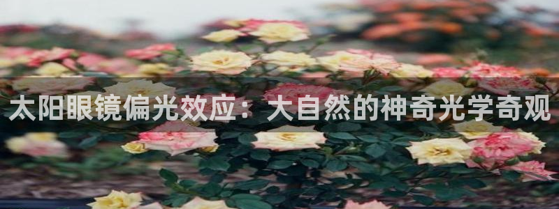 新宝5主管